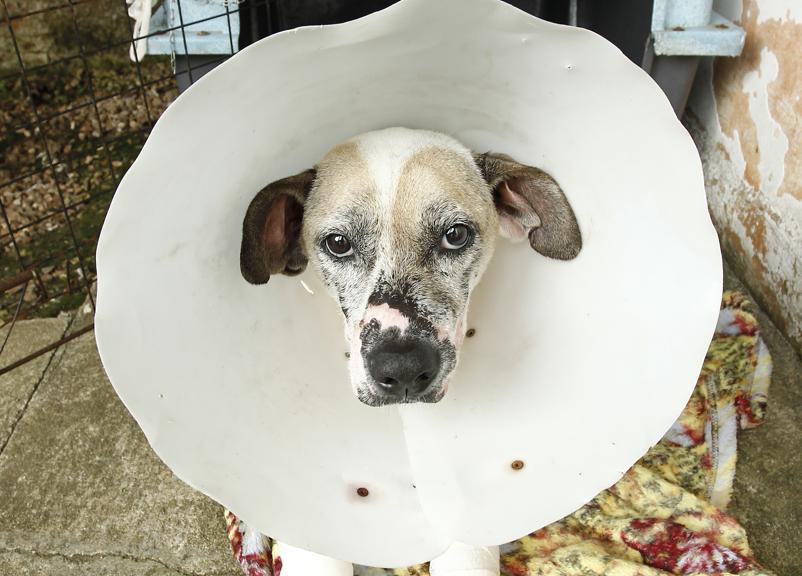 Parceria da prefeitura de Curitiba com a UFPR atenderá cachorros e gatos de oito regionais de Curitiba. | Hugo Harada/Gazeta do Povo