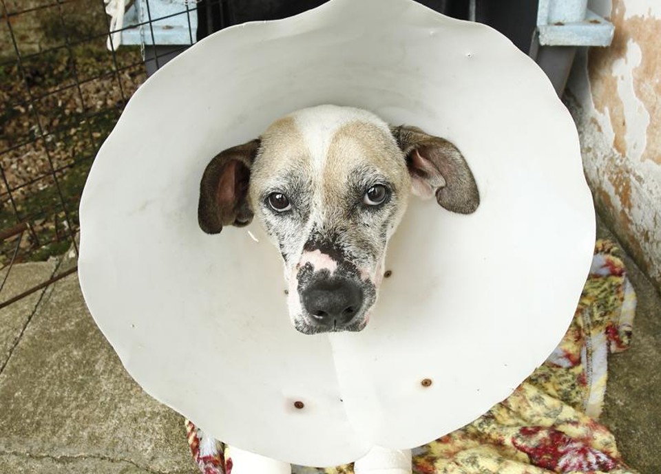 Parceria da prefeitura de Curitiba com a UFPR atenderá cachorros e gatos de oito regionais de Curitiba. | Hugo Harada/Gazeta do Povo