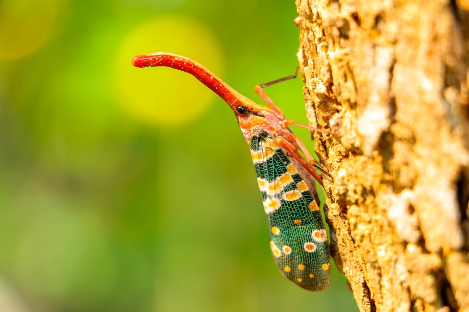 Mosca de Lanterna colorida, comum na Ásia | BigStock/