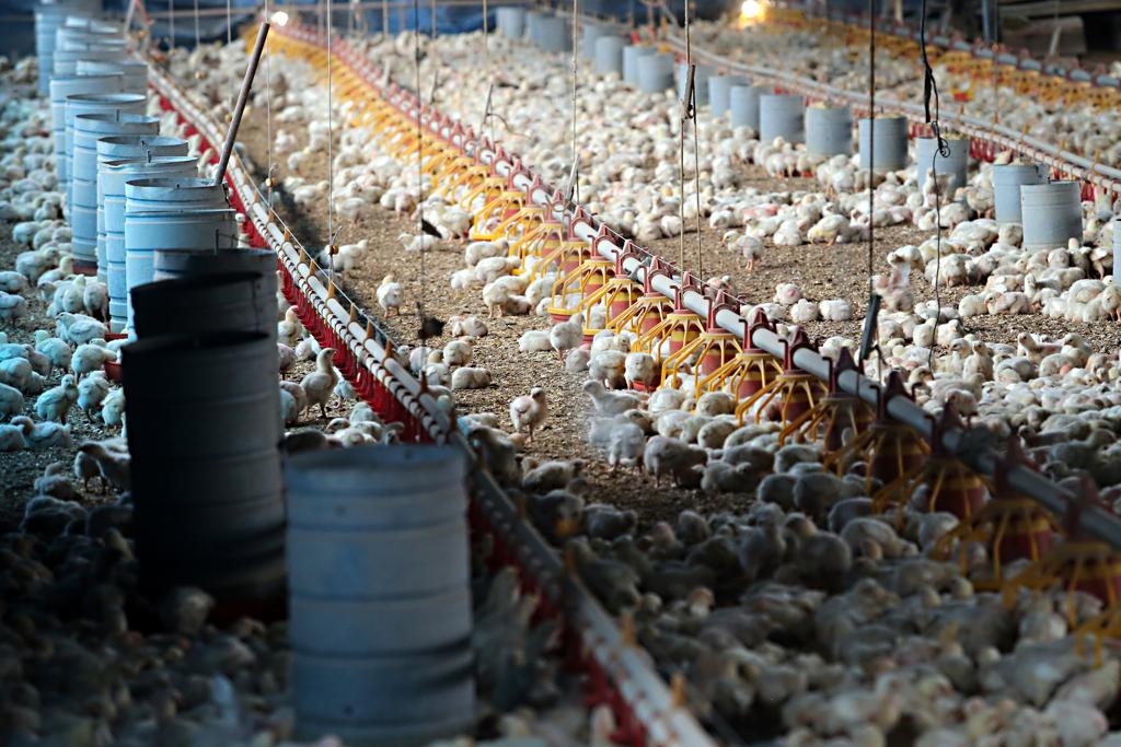 Blairo Maggi disse que o Brasil têm sido um dos países que mais crescem em proteína animal no mundo. | Albari Rosa/Gazeta do Povo