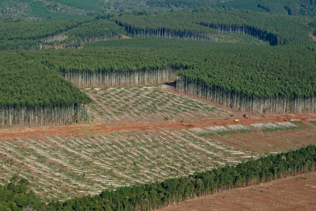 Produção de eucaliptos para celulose no Paraná: Fibria e Suzano estão prestes a consolidar fusão que cria a maior empresa de celulose do mundo | Henry Milleo / Gazeta do Povo