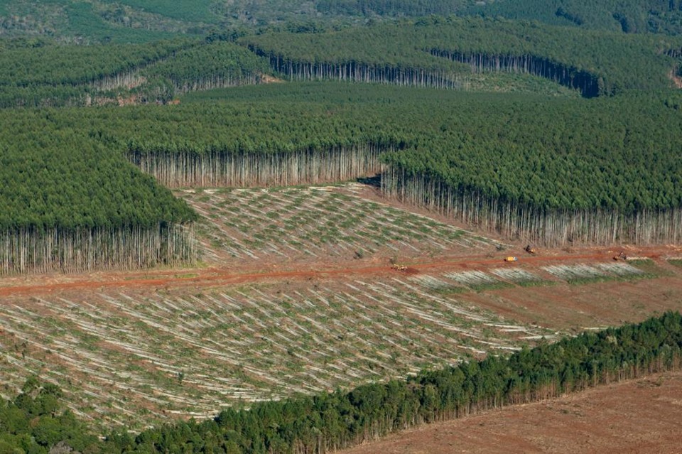 Produção de eucaliptos para celulose no Paraná: Fibria e Suzano estão prestes a consolidar fusão que cria a maior empresa de celulose do mundo | Henry Milleo / Gazeta do Povo