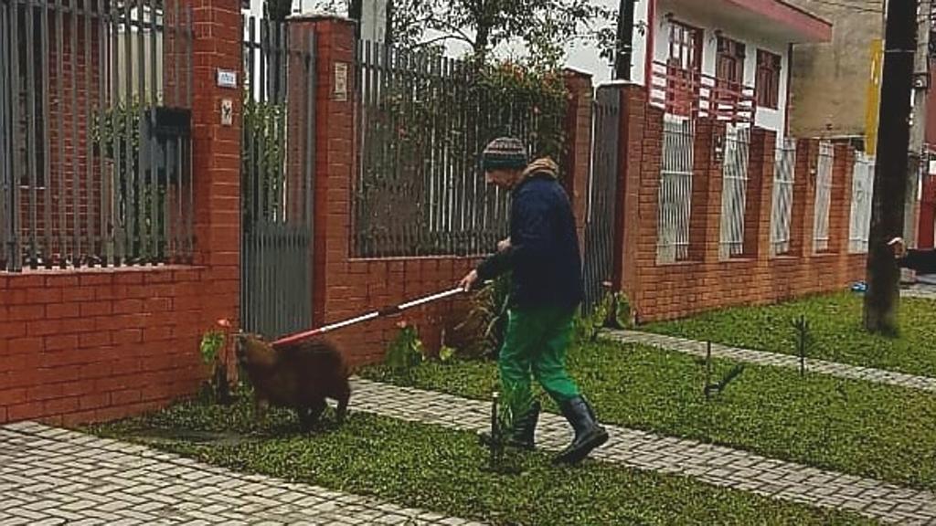 Funcionário da prefeitura faz resgate da capivara na Rua Brigadeiro Franco | Prefeitura de Curitiba/Divulgação