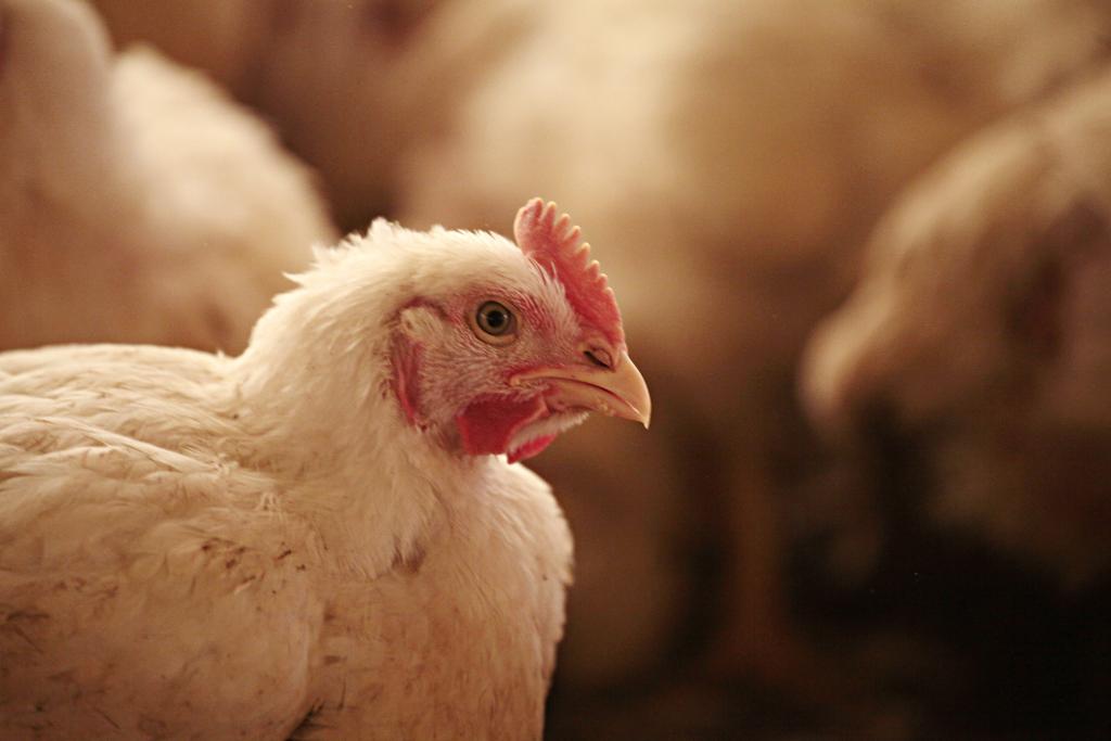 Brasil é o maior exportador de carne de frango do mundo | Daniel Caron/Gazeta do Povo