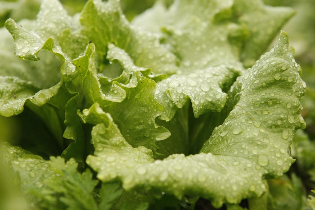 Contaminação se espalhou por mais de 30 estados americanos | Arquivo/
Gazeta do Povo