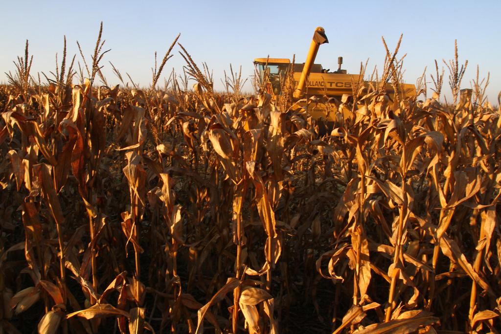 Segunda safra de milho na região de Londrina | Arquivo Gazeta do Povo