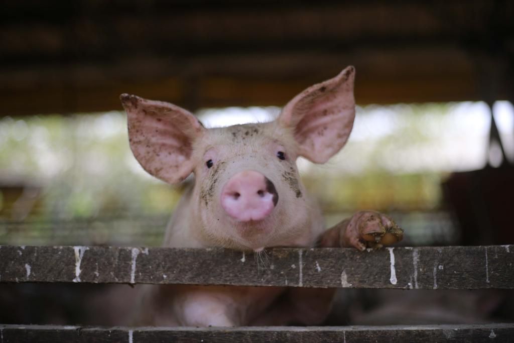 Entre janeiro e maio, foram exportados apenas 136 mil quilos de carne suína para a Rússia. No ano passado, no mesmo período, já tinham sido 107,6 milhões | Jonathan Campos/Gazeta do Povo