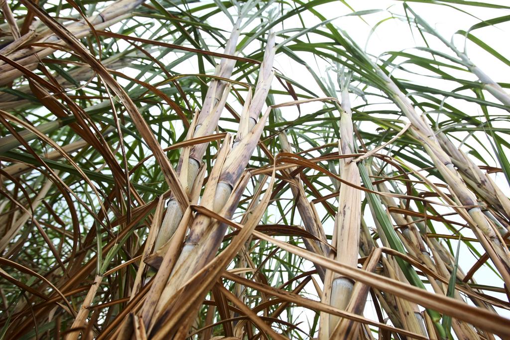 Nova variedade chegou às fazendas em março e promete repetir revolução transgênica de 20 anos atrás na soja, no milho e no algodão | Arquivo/Gazeta do Povo