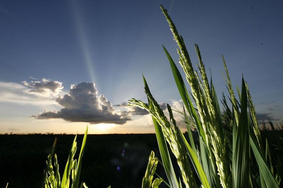 Efeito estufa cria novo tipo de arroz: viçoso e sem nutrientes Aquecimento global pode fazer com que o arroz seja cada vez menos nutritivo | Jonathan Campos/Gazeta do Povo