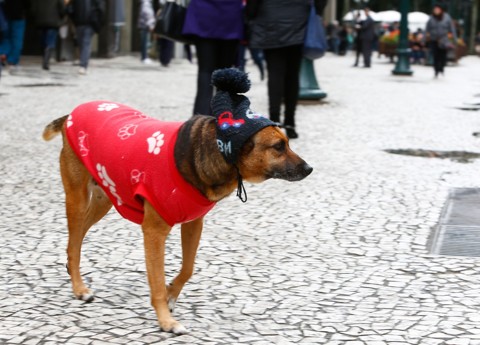 Frio pra cachorro: de touca, vira-lata desfila look inverno no calçadão da XV Com sua touca na cabeça, não tem tempo frio para Bandida. | Aniele Nascimento/Gazeta do Povo