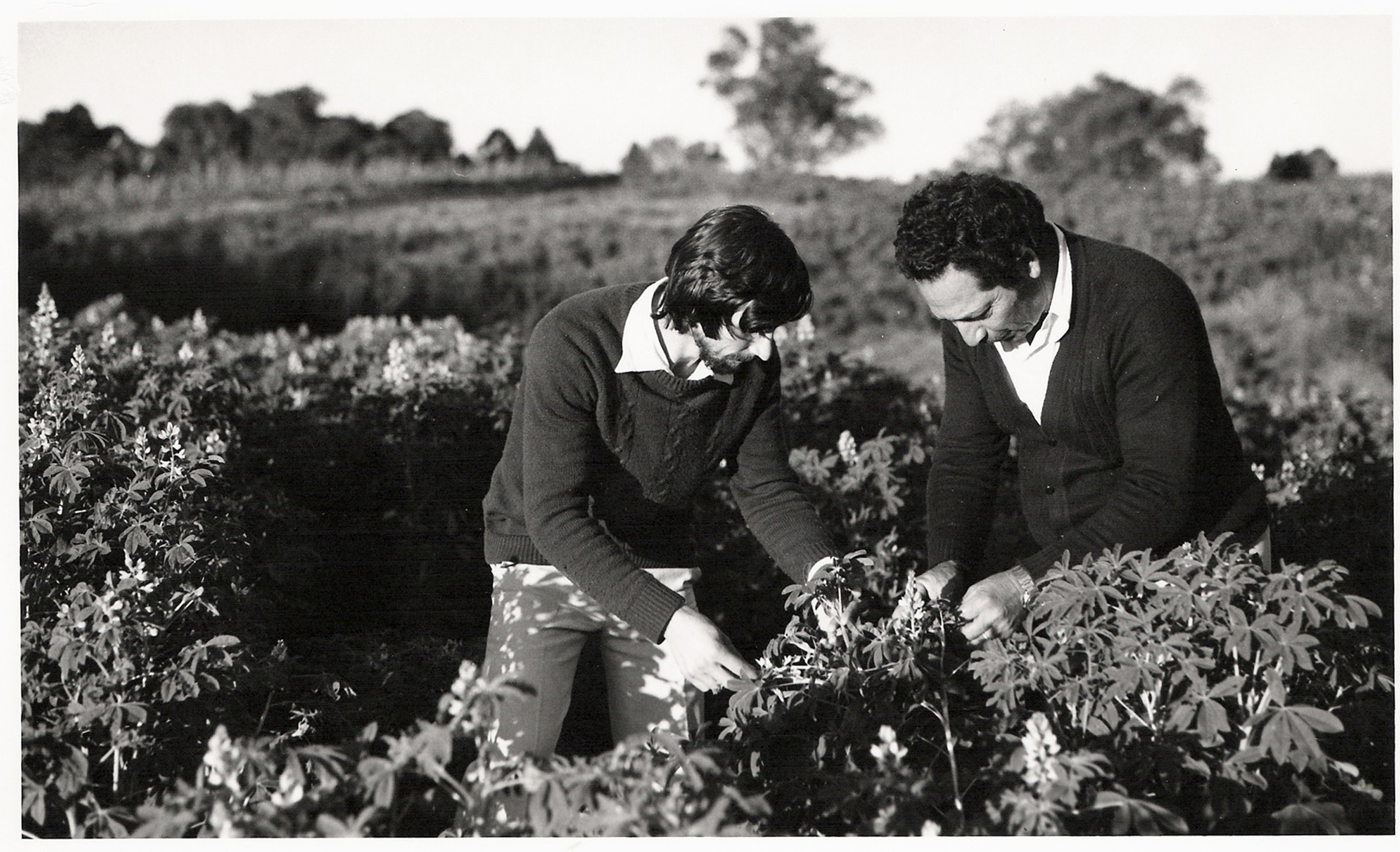 Extensionista  e agricultor avaliam lavoura em local não identificado do Paraná, nos anos 70 | Divulgação/Emater
