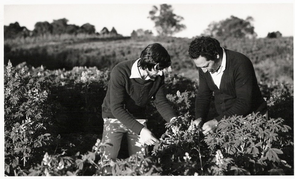 Extensionista  e agricultor avaliam lavoura em local não identificado do Paraná, nos anos 70 | Divulgação/Emater