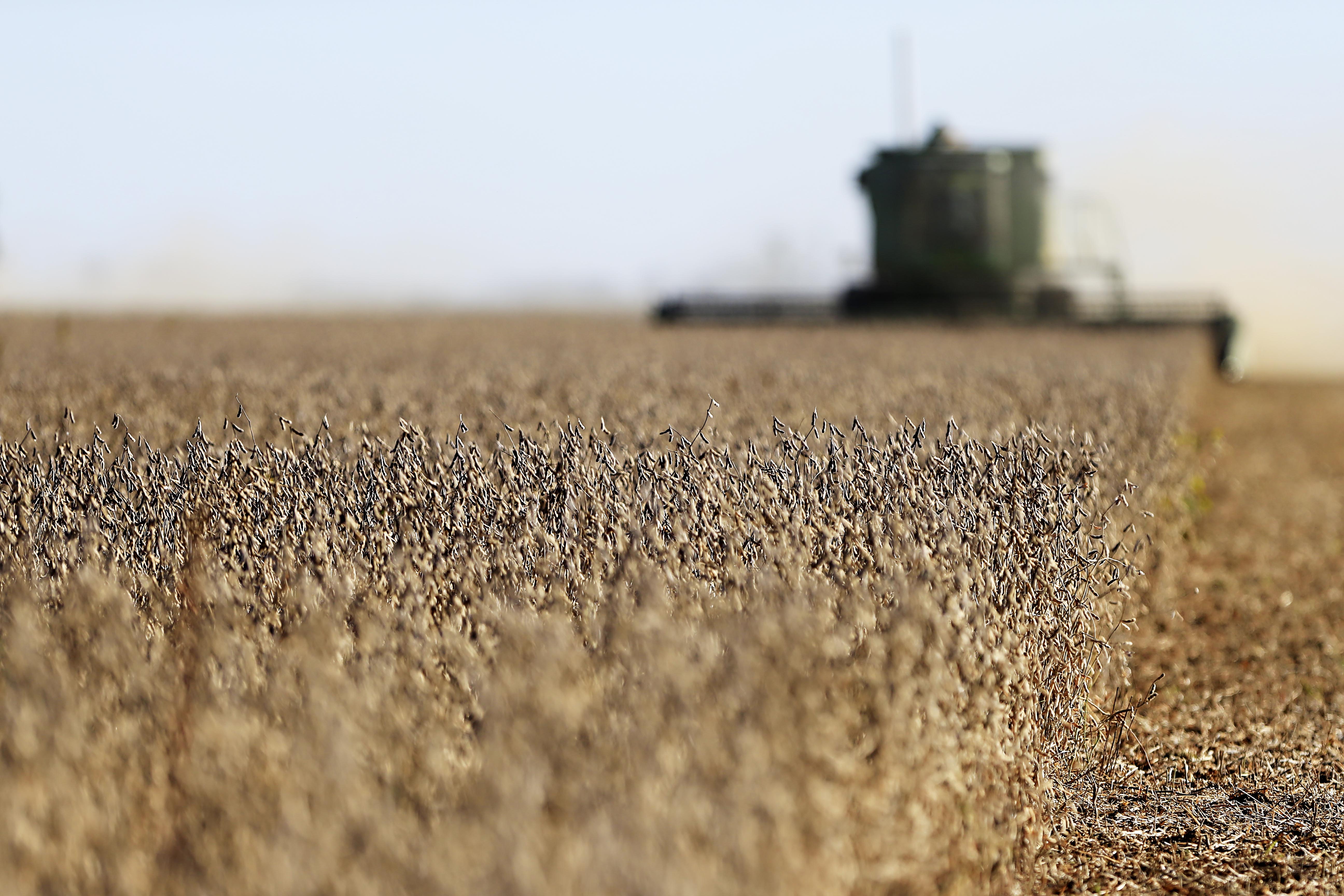As taxas de juros de custeio foram reduzidas para 6% a.a. para os médios produtores, com renda bruta anual de até R$ 2 milhões, e para 7% ao ano para os demais. | Albari Rosa/Gazeta do Povo