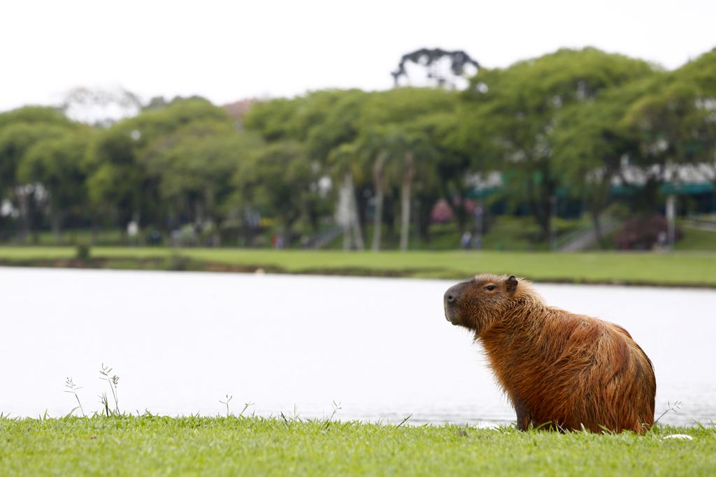 | Aniele Nascimento/Gazeta do Povo