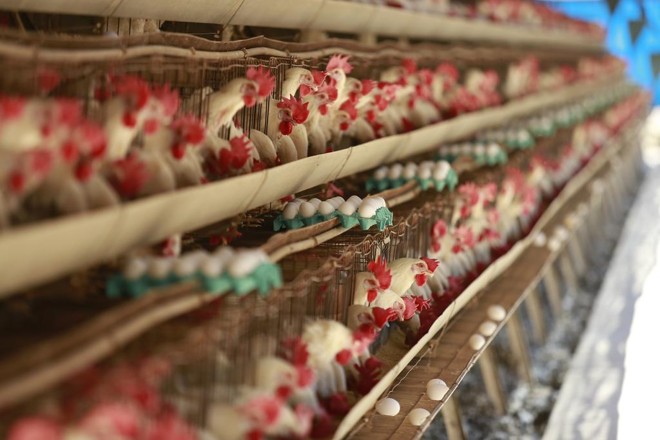 Galinhas produziram quase 40 bilhões de ovos no Brasil em 2017 | Jonathan Campos/Gazeta do Povo