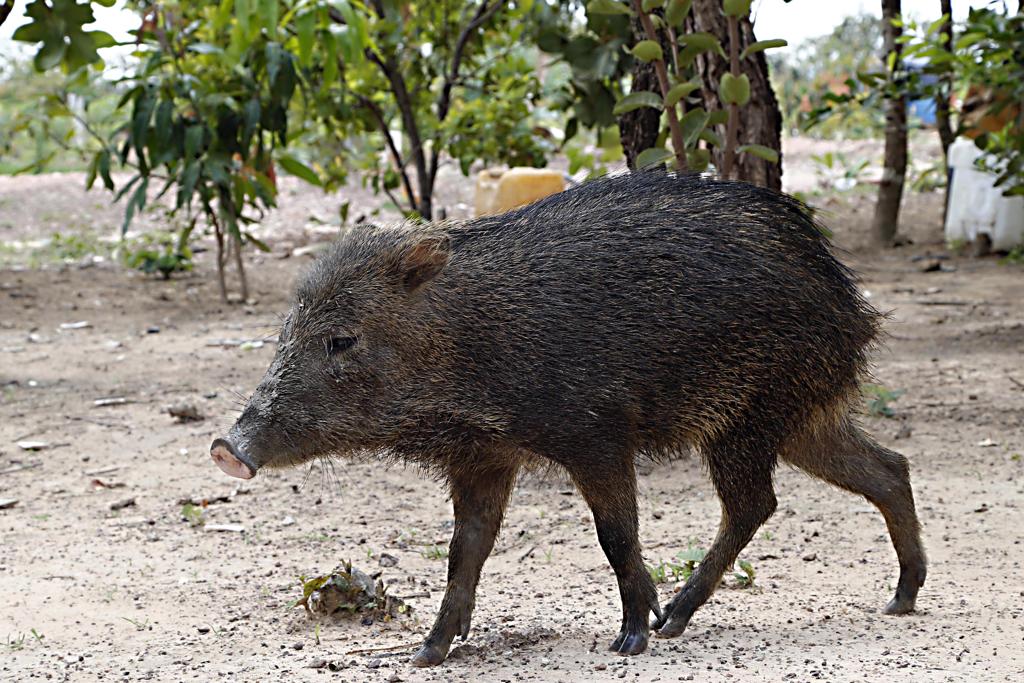 Segundo o Ibama, os javalis hoje se expande mpor 650 municípios e 12 Estados, além do Distrito Federal, e é um problema para o ambiente e para a agricultura. | Albari Rosa/Gazeta do Povo