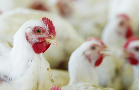 Em nota, governo lamenta sobretaxa da China a frango brasileiro A medida deve prejudicar os negócios externos de gigantes nacionais dos alimentos como a Seara, controlada pela JBS, e a BRF, dona das marcas Sadia e Perdigão. | Hugo Harada/Gazeta do Povo