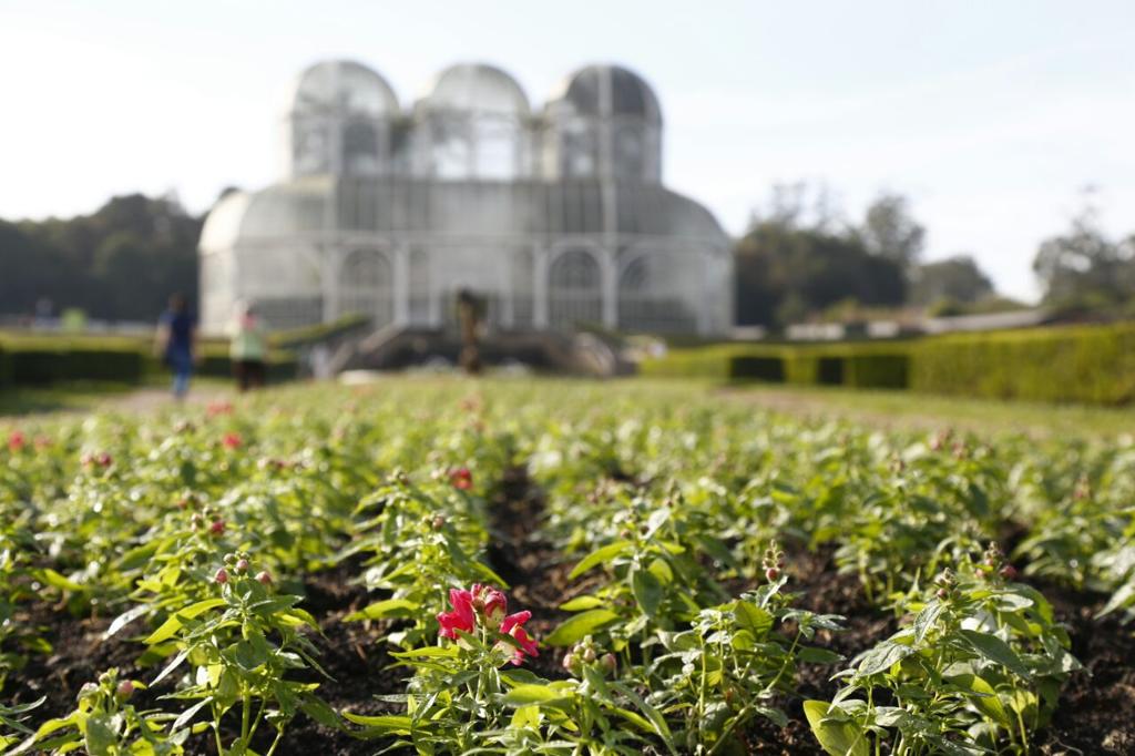 No início do inverno, os parques e praças da cidade recebem mudas de flores que de adaptam à estação mais fria do ano | Aniele Nascimento/Gazeta do Povo
