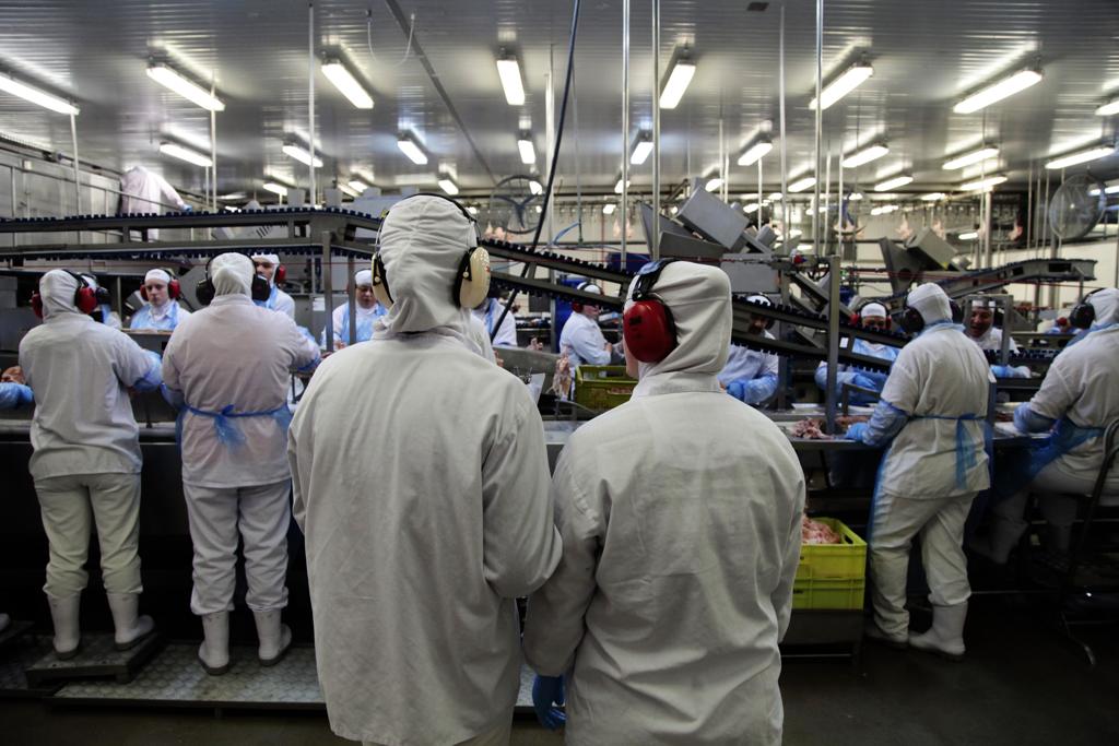 Abate Halal, conforme as regras do Islã, responde atualmente por metade das exportações brasileiras de frango | Daniel Caron/Gazeta do Povo