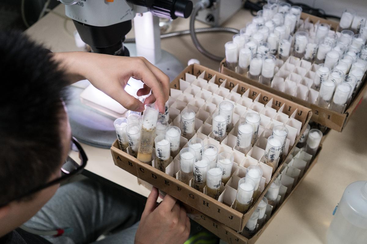 Estudante chinês de doutorado faz pesquisa com mosca das frutas em um laboratório de Pequim | Yan Cong/The Washington Post