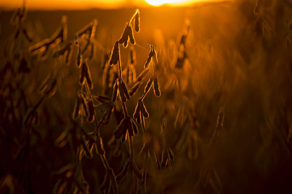 Em vez de reduzir a dependência de subsídios agrícolas, a lei agrícola americana criou brechas nos subsídios, permitindo que primos e sobrinhos dos agricultores recebam pagamentos. | Daniel Acker/Bloomberg