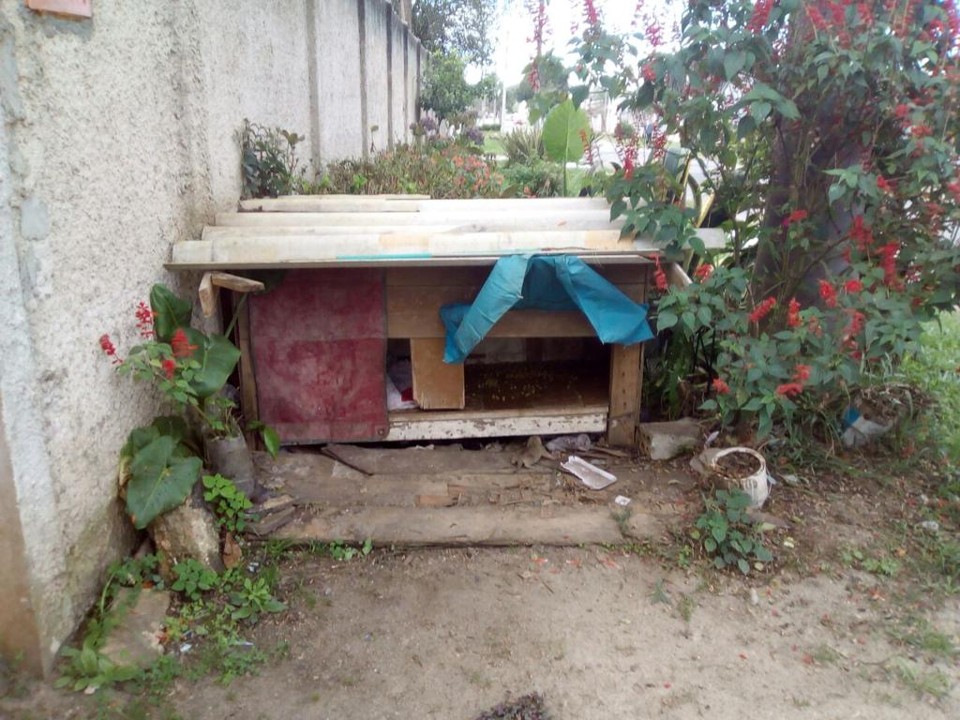  | Página Anjos dos Animais/Colaboração