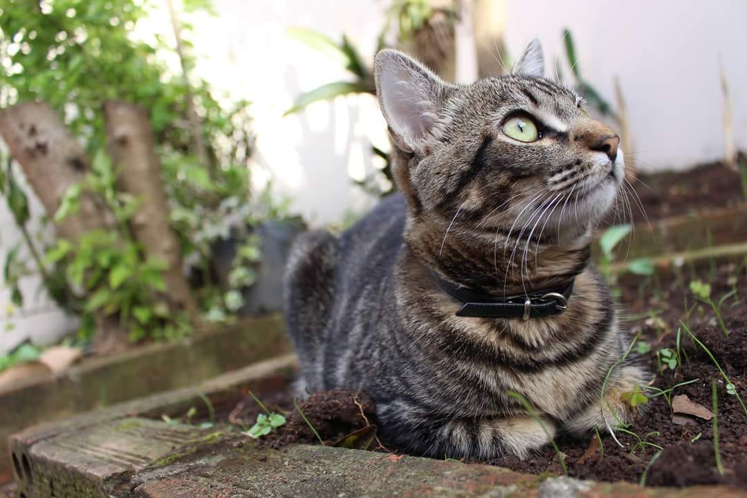 Miles Davis: o gatinho malhado desapareceu no fim de semana, | Arquivo/Vitor Ferraz