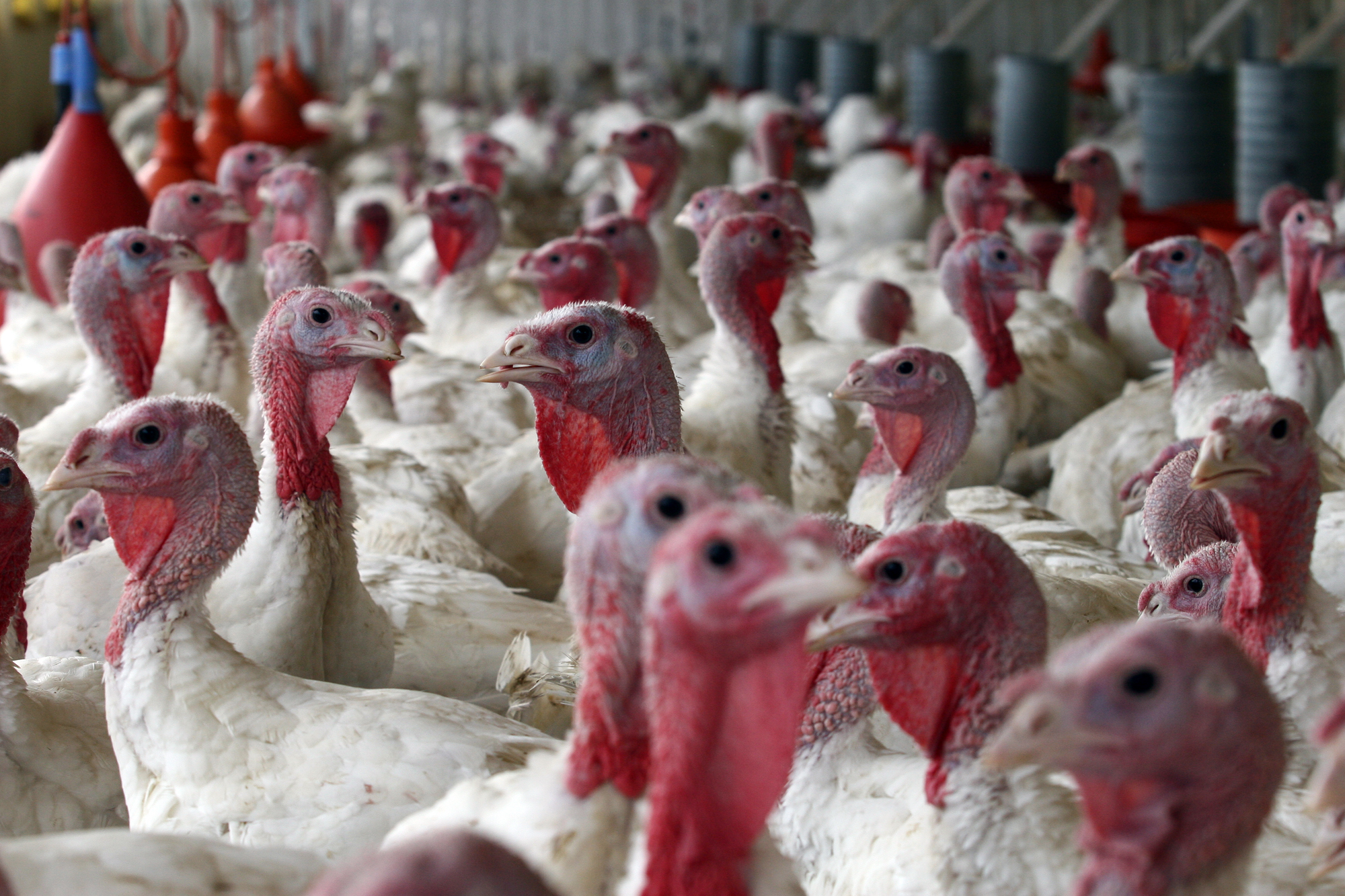  | Henry Milléo / Gazeta do Povo