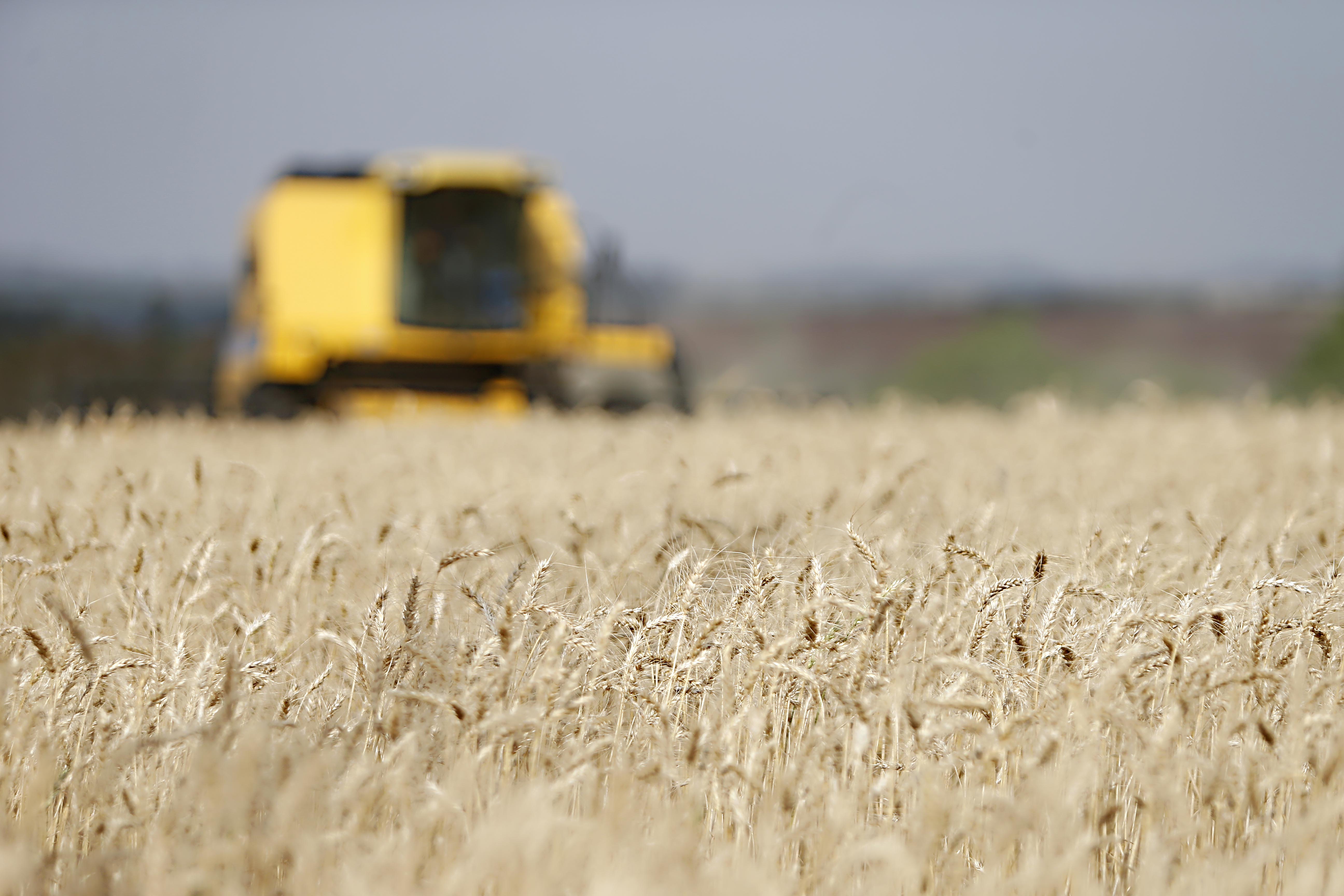 A tábua de salvação da avicultura catarinense pode ser o mais clássico ingrediente da alimentação humana. | Albari Rosa/Gazeta do Povo