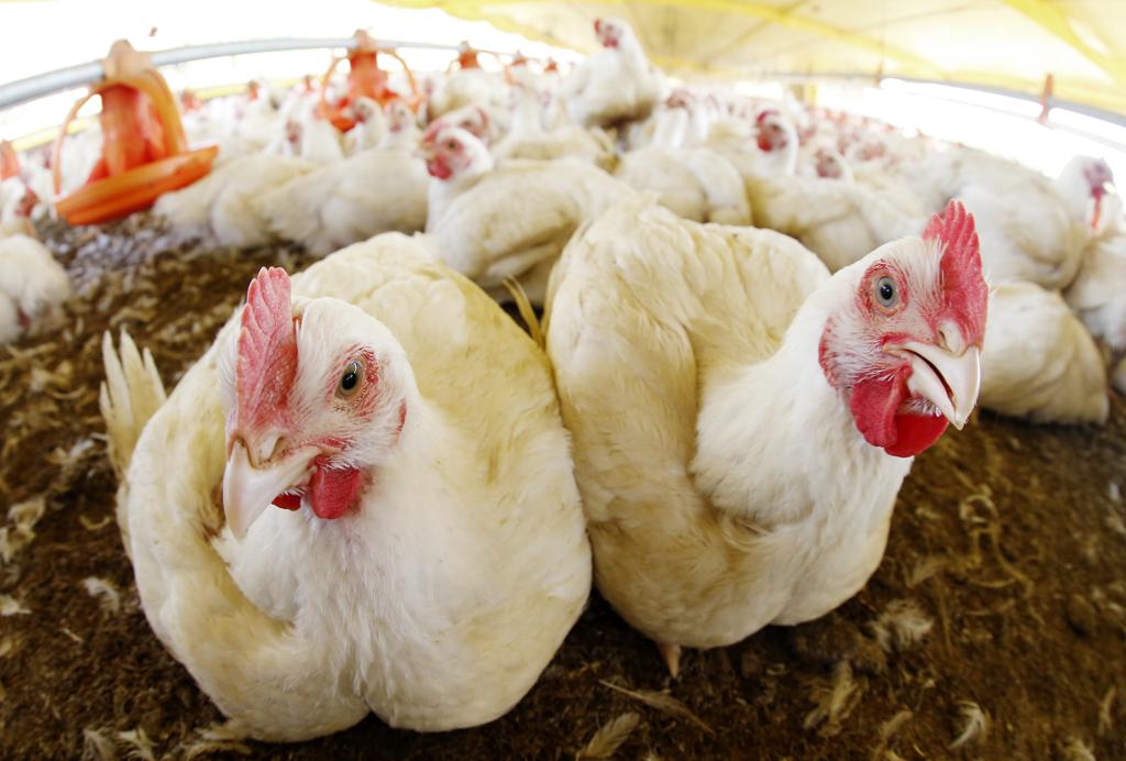 | Hugo Harada/Gazeta do Povo