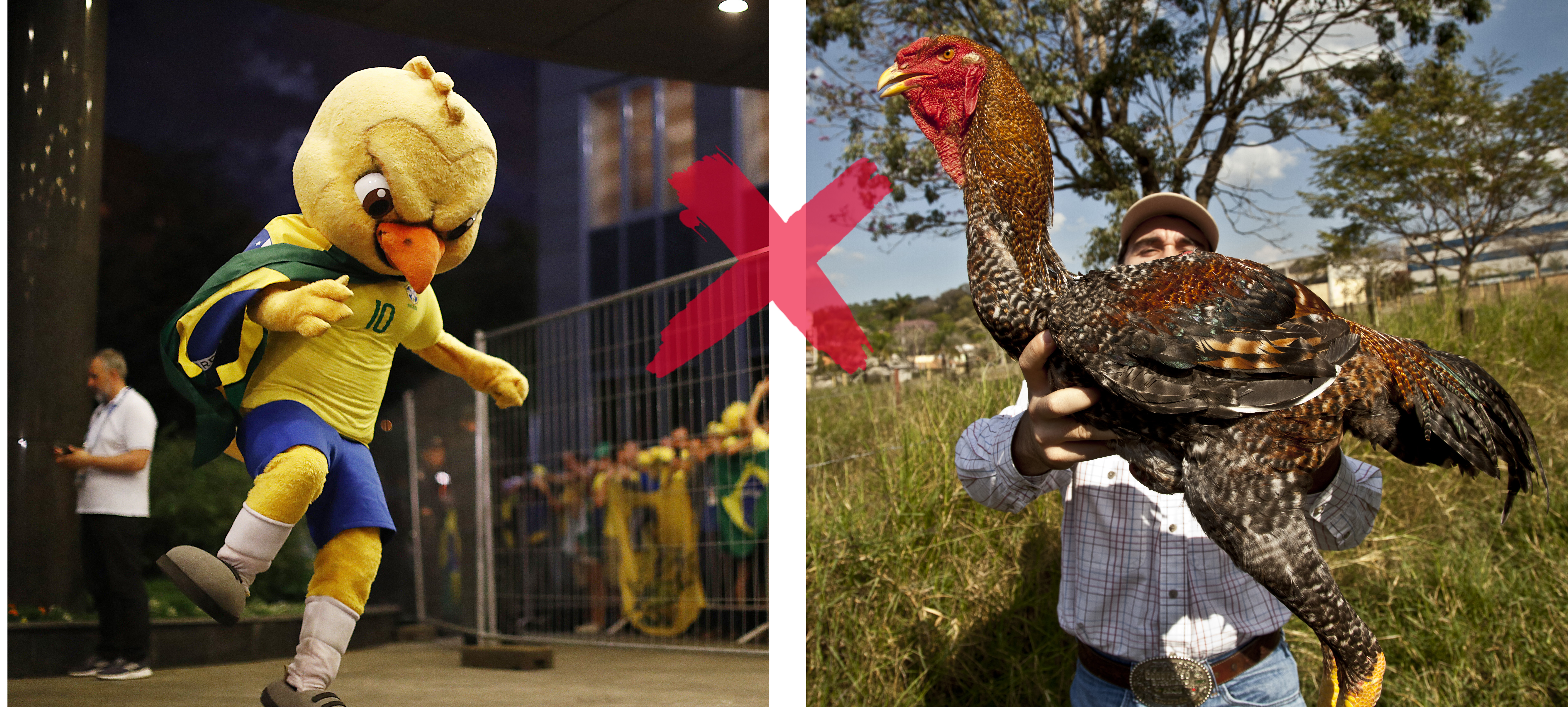 Galos gigantes de Jaguariúna são de fazer inveja até ao mascote da seleção, o Canarinho Pistola. | Gazeta do Povo/