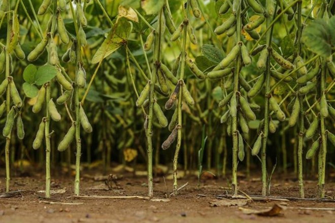 Previsão do USDA é de que os brasileiros assumam a liderança mundial na produção de soja na safra 2018/19 | Jonathan Campos/Gazeta do Povo