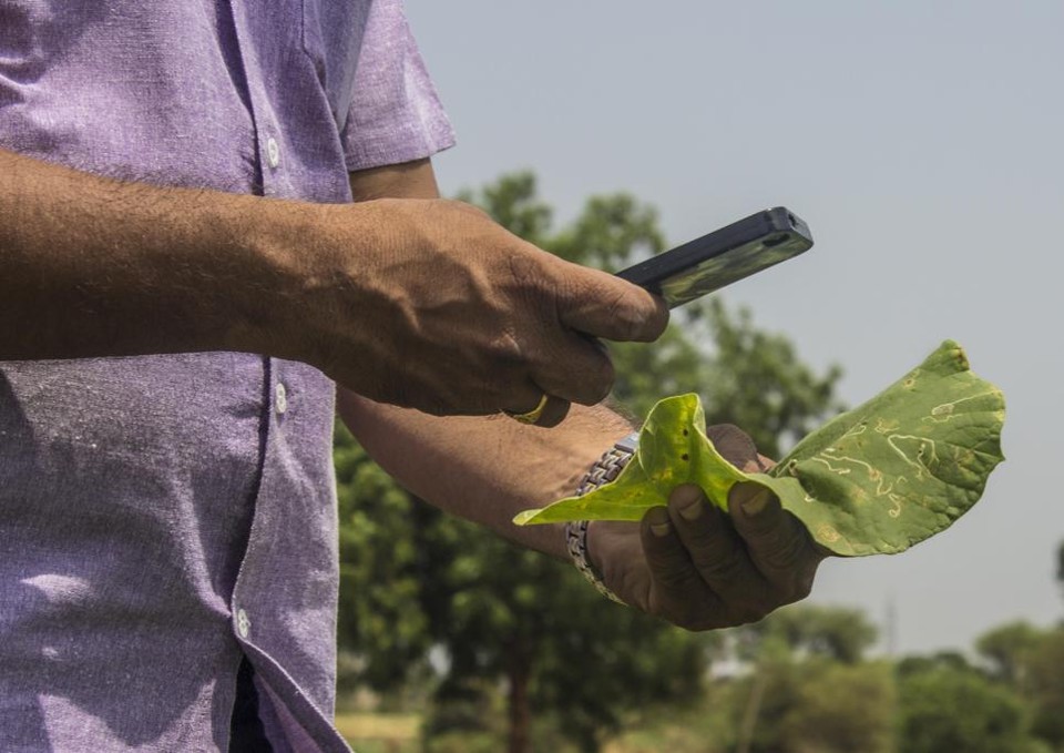Que praga é essa? Tire uma foto e o aplicativo reconhece o problema da planta | Divulgação/