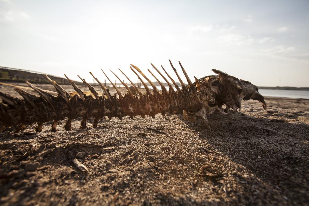 De acordo com o IBGE, há muitos episódios de seca no Sul e no Sudeste, como os que resultaram na crise hídrica em São Paulo e no Rio. | Daniel Caron/Gazeta do Povo