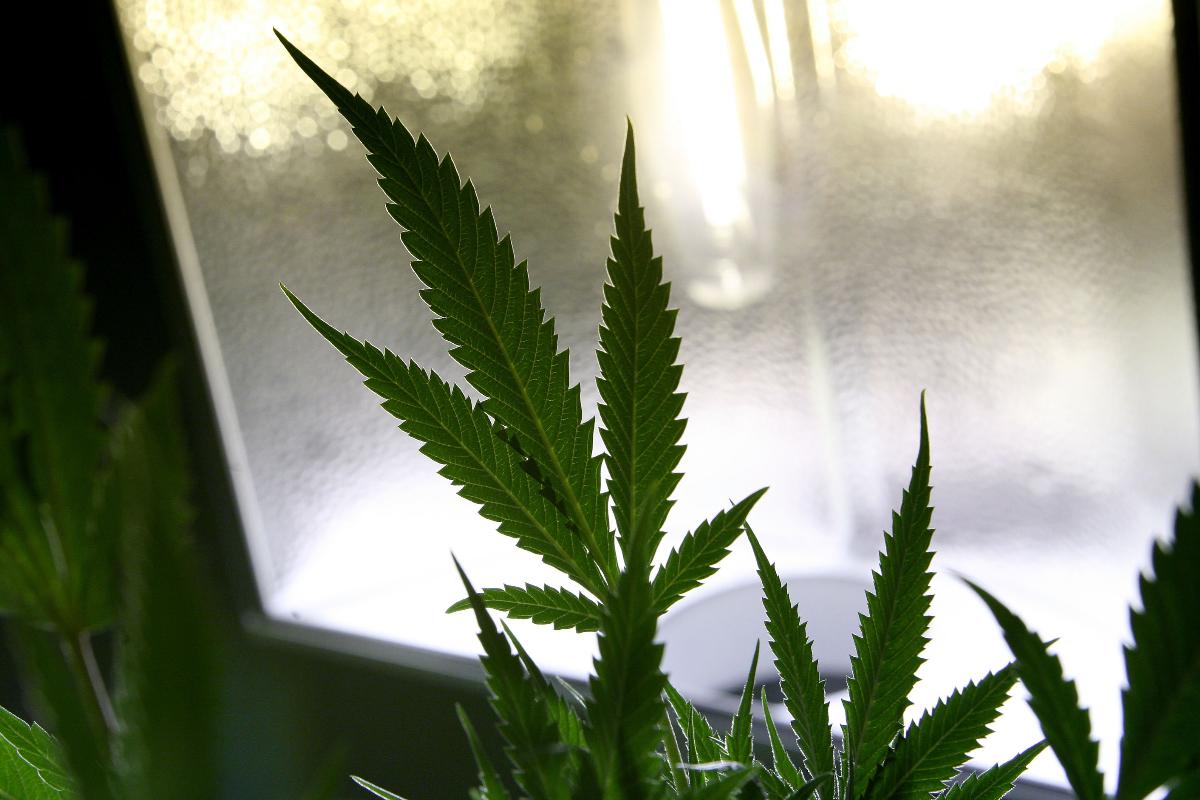 A organização acreditava que as leis estaduais e federais a respeito do consumo da maconha deveriam ser postas de lado em prol da liberdade religiosa. | Arquivo/Justin Sullivan