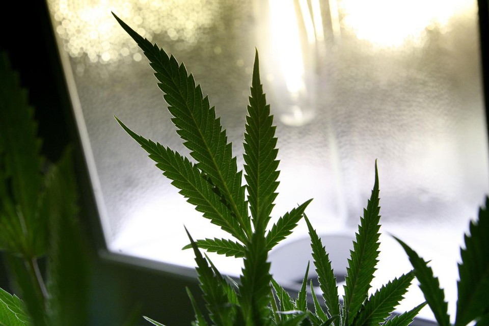 Primeira Igreja da Cannabis é proibida de usar maconha como sacramento A organização acreditava que as leis estaduais e federais a respeito do consumo da maconha deveriam ser postas de lado em prol da liberdade religiosa. | Arquivo/Justin Sullivan