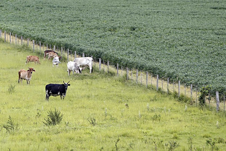 Segundo o IBGE, os estabelecimentos agropecuários atualmente existentes no país ocupam uma área total de 350 milhões de hectares, um aumento de 5% em relação ao observado em 2006. | Albari Rosa/Gazeta do Povo