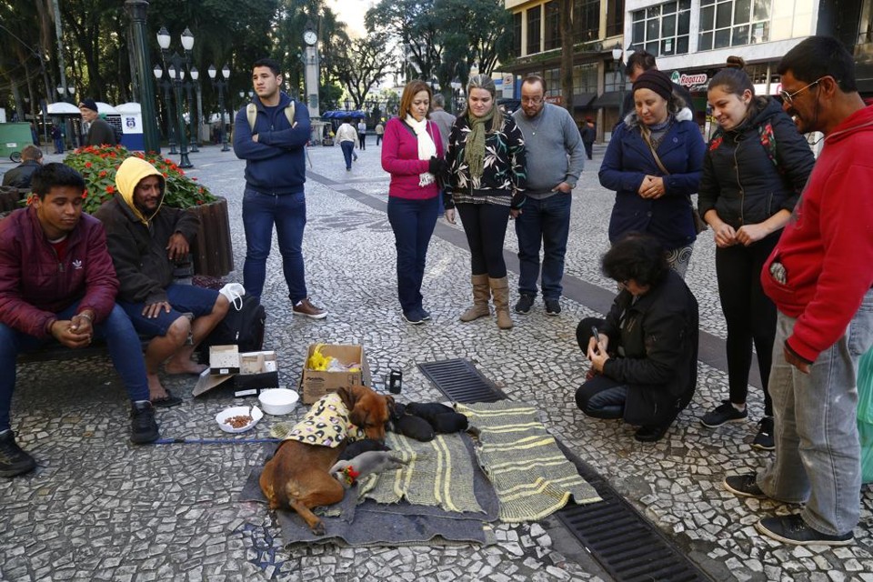 Pedestres pararam para ver os cachorrinhos na Rua XV de Novembro. | Aniele Nascimento/Gazeta do Povo
