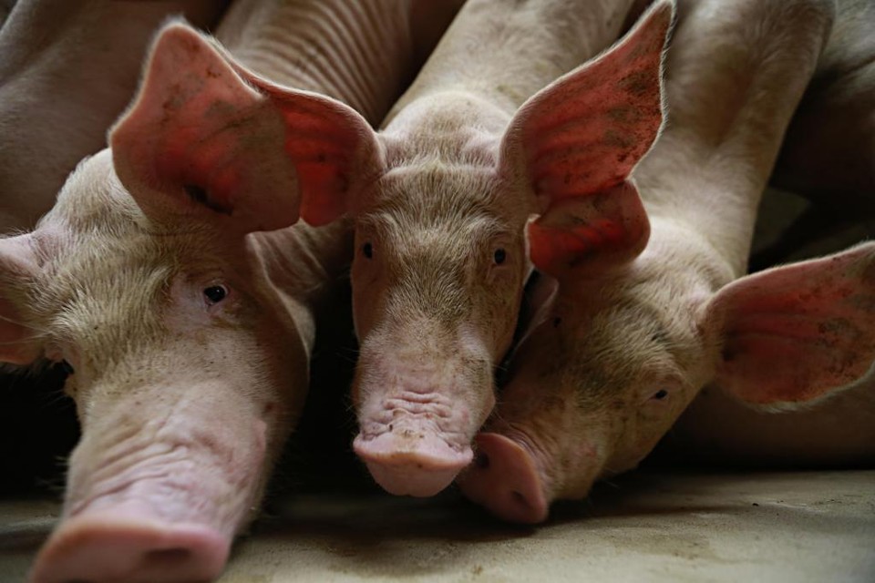 Suínos estariam sofrendo maus tratos em granjas de fornecedora da JBS | JONATHAN CAMPOS/GAZETA DO POVO