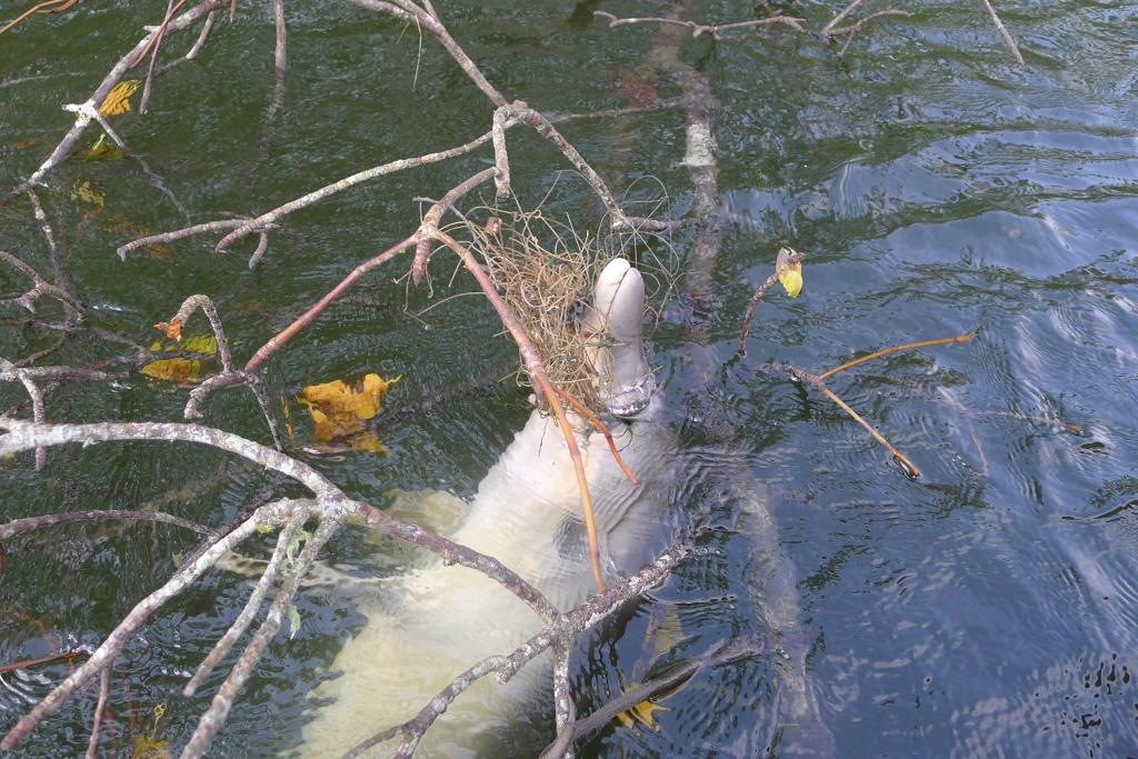 Animal foi encontrado em um rio em Paranaguá | Thiago Zanetti/Colaboração