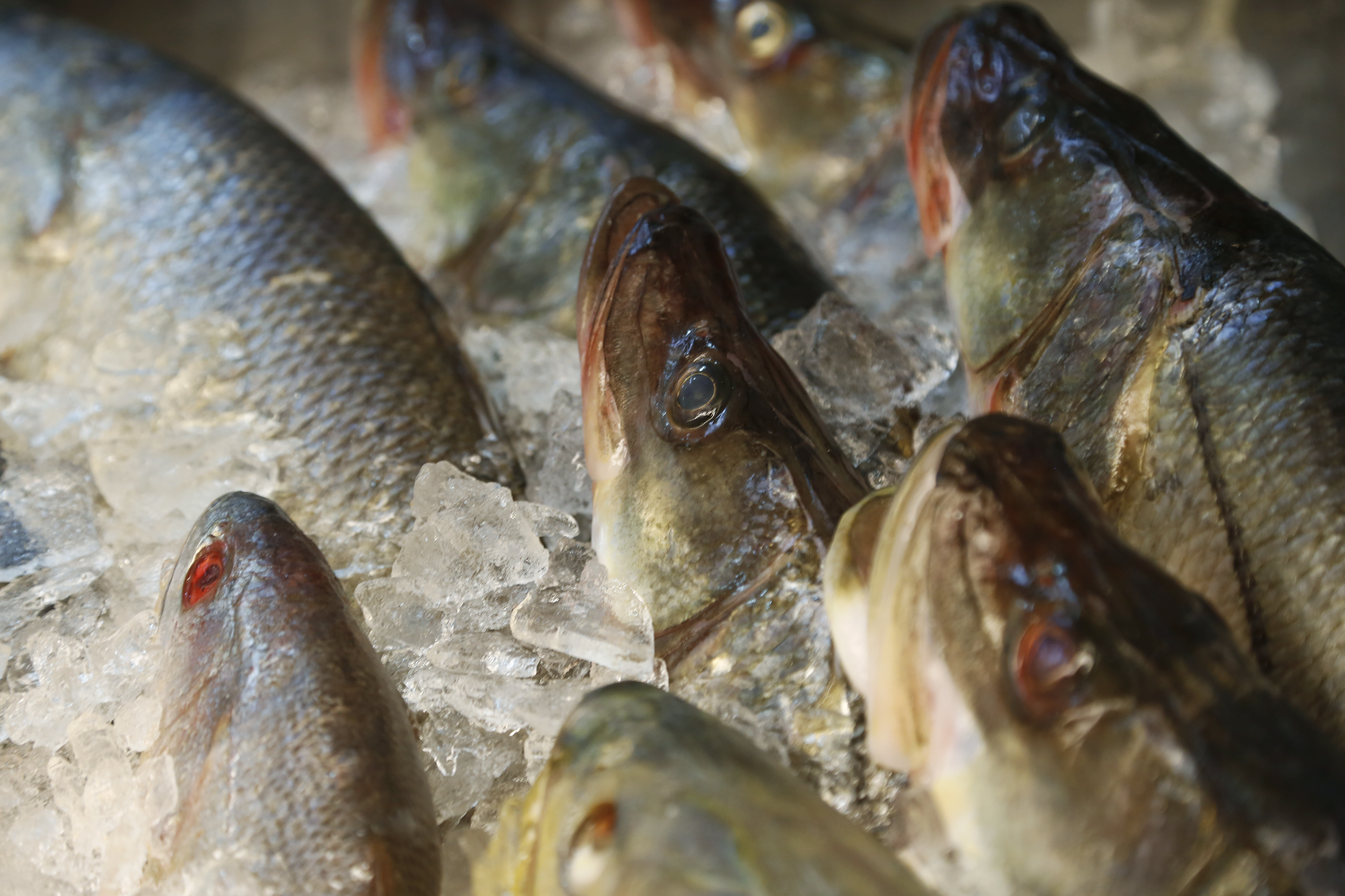 Carrefour e Walmart foram, ainda, proibidos de comercializar pescado enquanto a situação não for regularizada. | Henry Milleo/Gazeta do Povo