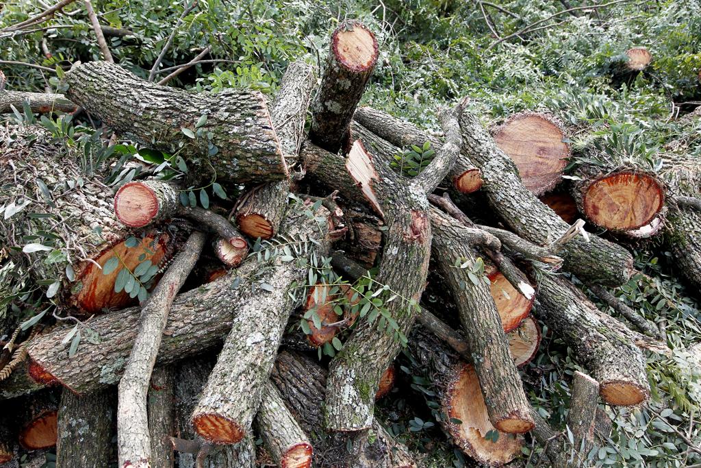  | Antônio More/Gazeta do Povo