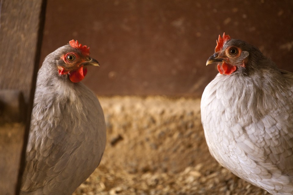 Produção de frangos: Perdue Farms quer levar carne orgânica à grande massa consumidora. | Daniel Caron/Gazeta do Povo