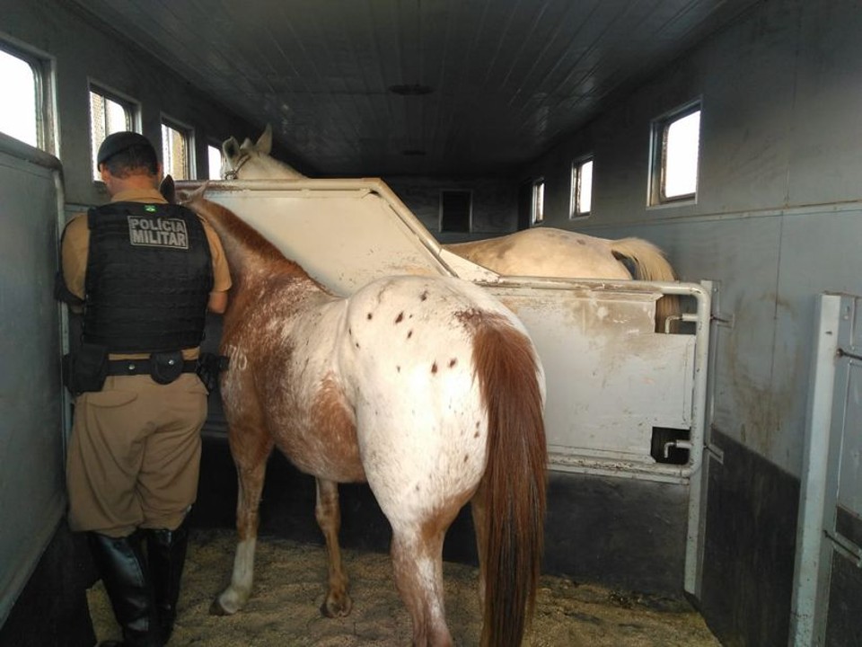 Animais foram transportados de volta ao centro de pesquisa por caminhão da Polícia Militar | Divulgação/SESA