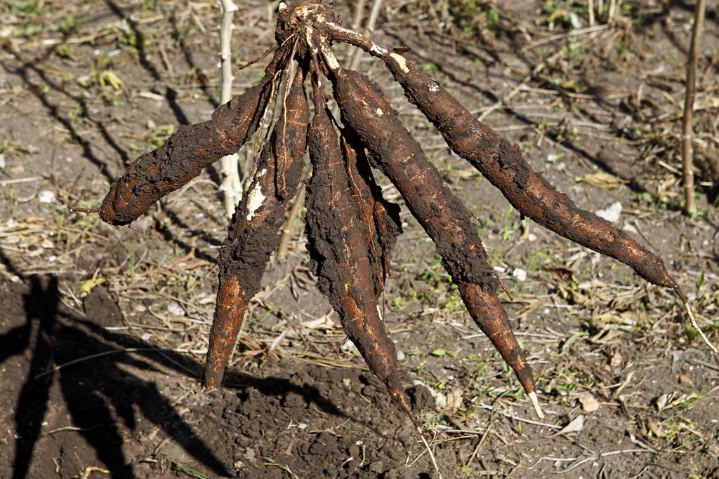 Cultivo de mandioca: populações indígenas realizavam o plantio há milhares de anos. Eles usam áreas para fazer experimentos com cultivo e manejo de plantas. | Antônio More/Gazeta do Povo