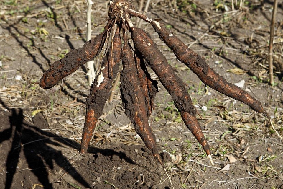 Cultivo de mandioca: populações indígenas realizavam o plantio há milhares de anos. Eles usam áreas para fazer experimentos com cultivo e manejo de plantas. | Antônio More/Gazeta do Povo