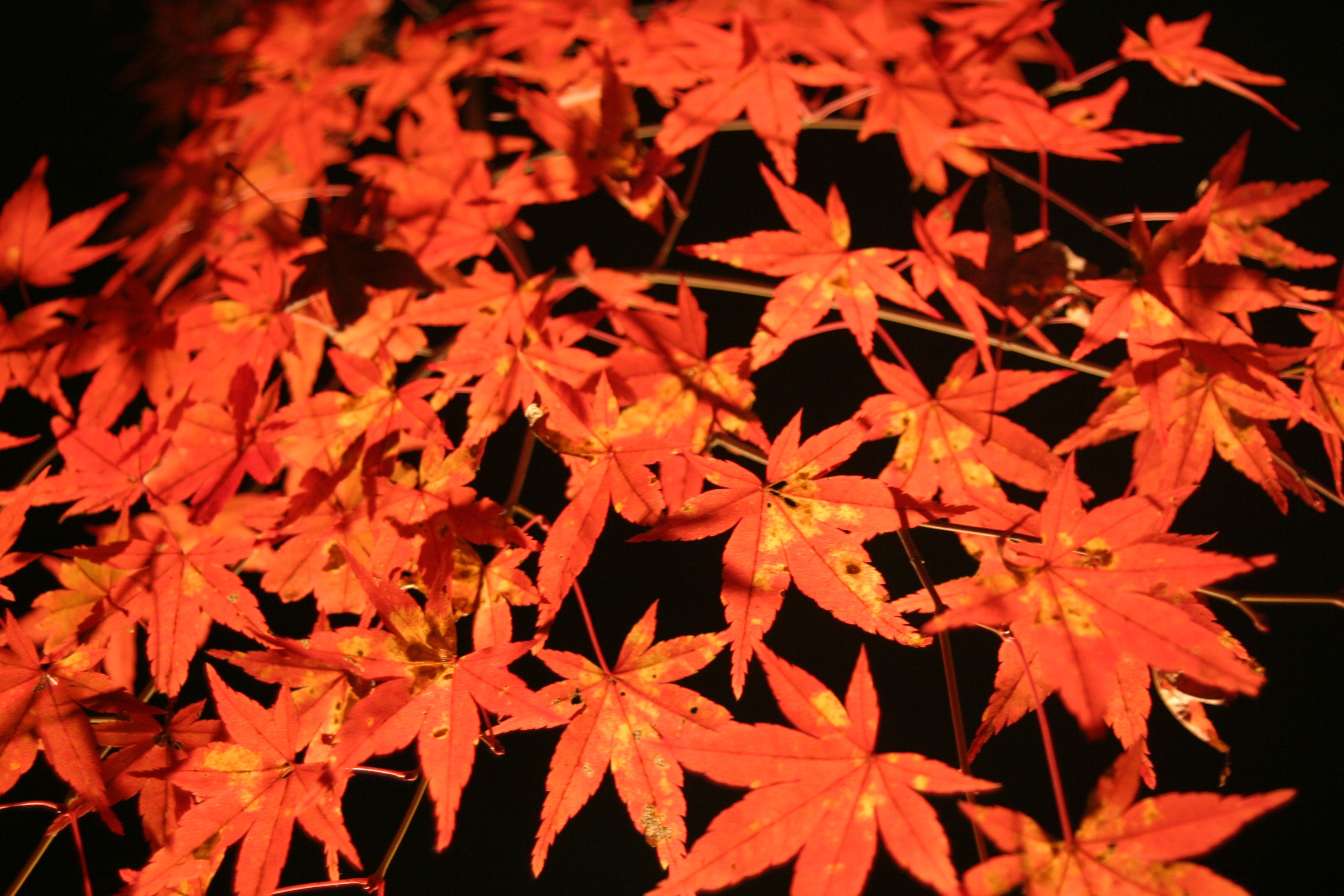 | Niclas Ericsson/Free Images