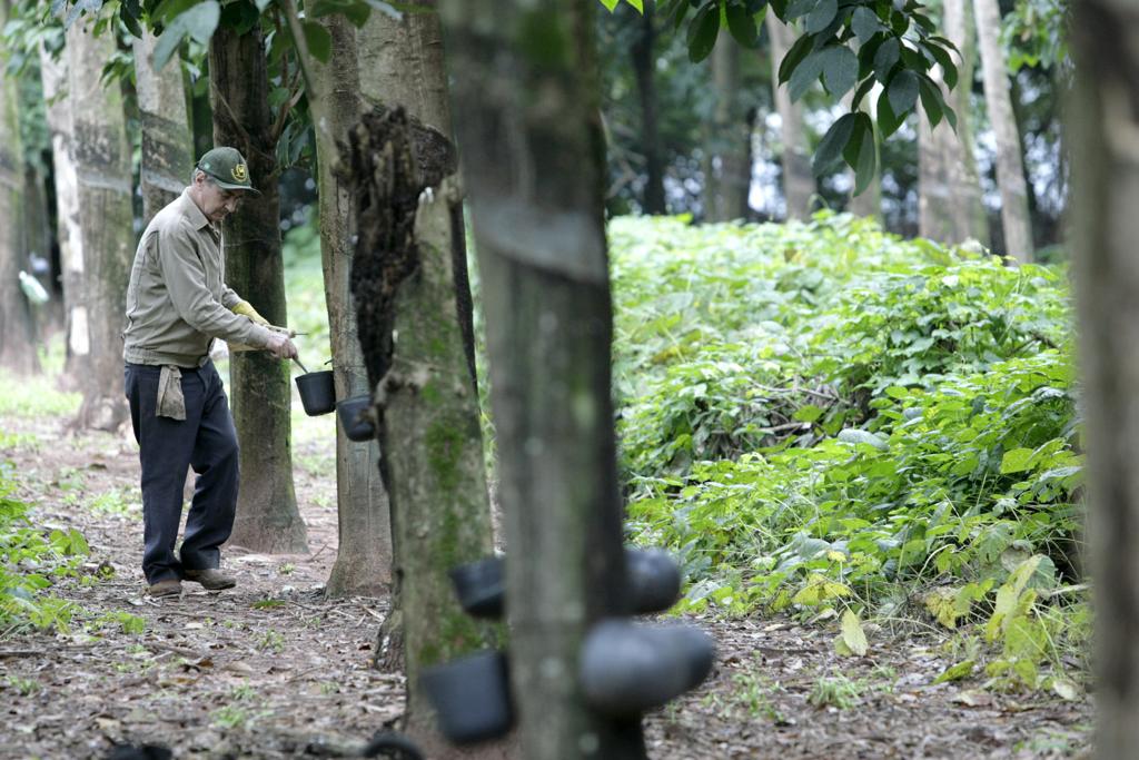 Árvore típica da região amazônica, seringueira tem 1,5 mil hectares cultivados no Paraná. | IVAN AMORIN / GAZETA DO POVO