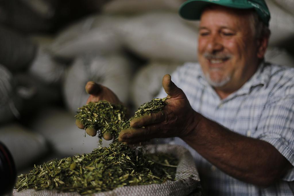 Produtor familiar de erva-mate em Arroios, no Rio Grande do Sul: estado gaúcho possui uma lei similar à que está prestes a ser implementada no estado do Paraná | Jonathan Campos/Gazeta do Povo