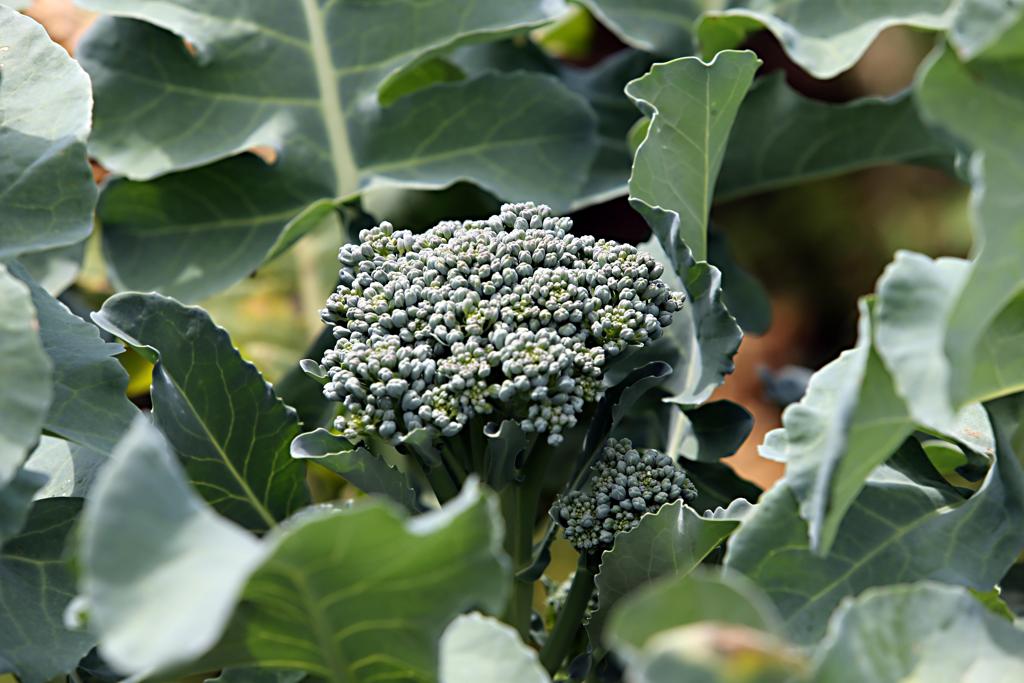  | Albari Rosa/Gazeta do Povo